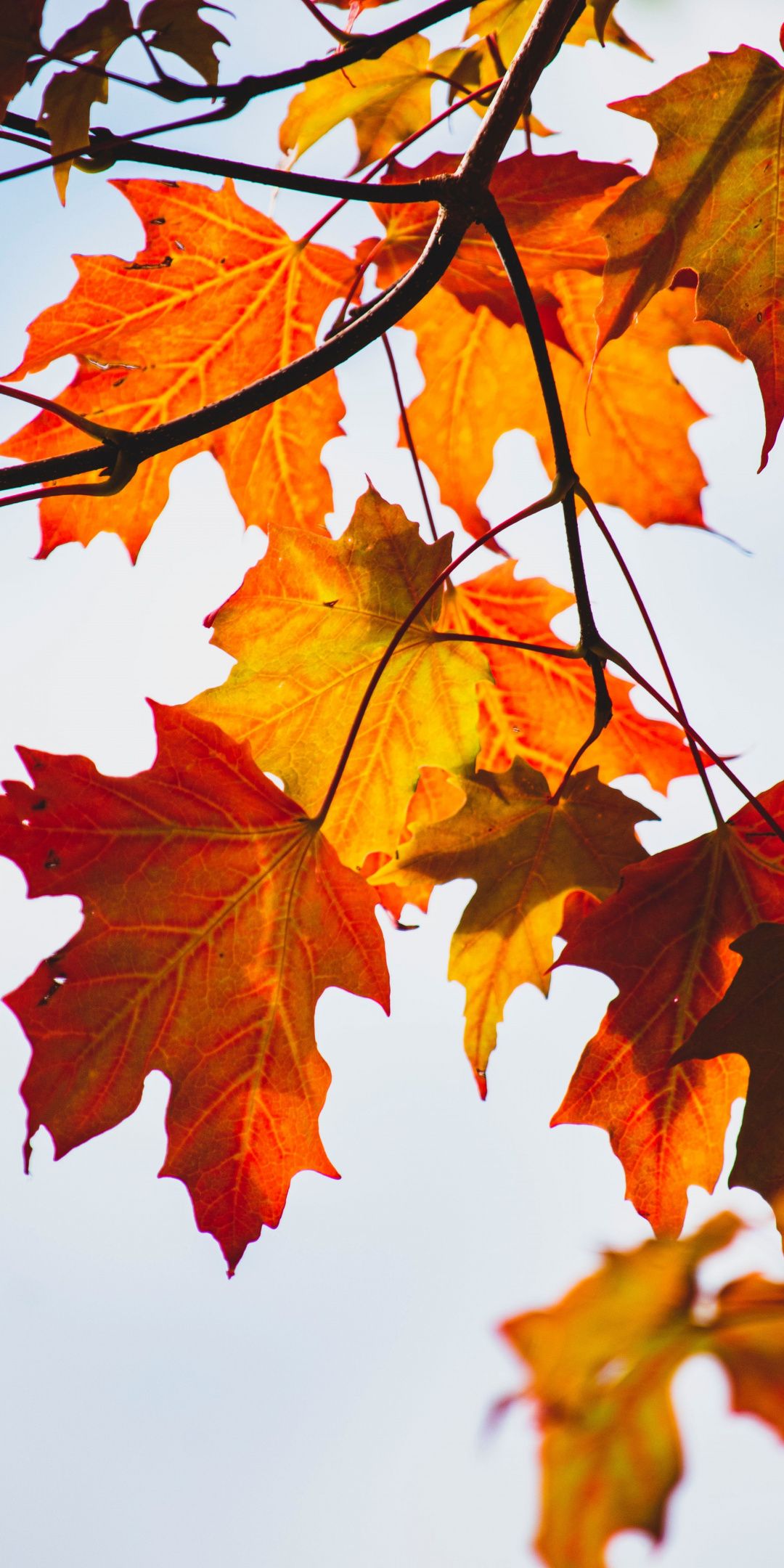 Autumn, Yellow Orange Leaf, Maple, Orange Wallpaper. Orange Wallpaper, Leaves Illustration, Leaves Wallpaper Iphone