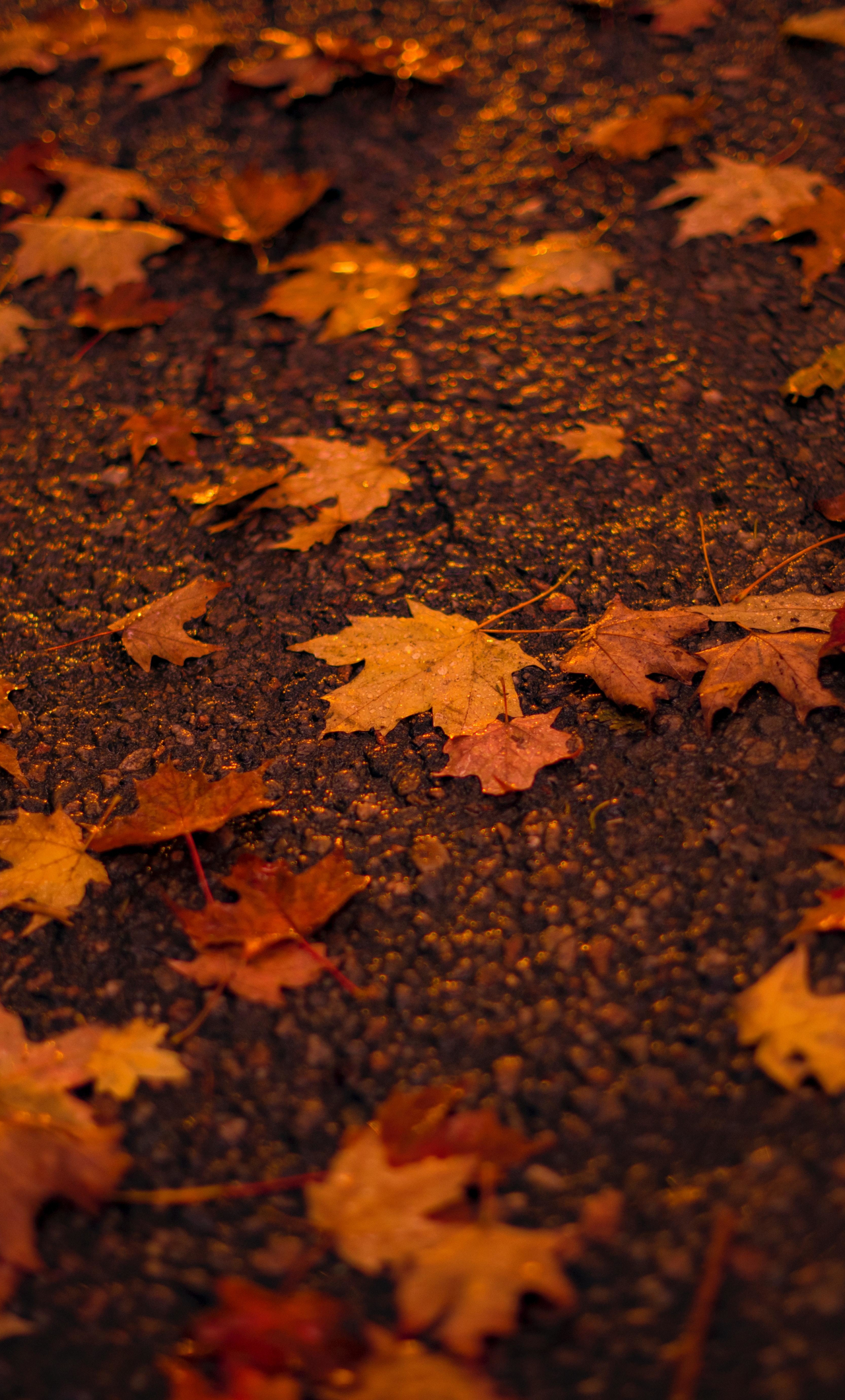 Lá thu (Autumn leaves) - Lá thu là một trong những thứ gì đẹp nhất của mùa thu với sắc cam, đỏ, vàng rực rỡ. Bức ảnh về lá thu này sẽ mang đến cho bạn sự điềm tĩnh và cảm giác thư giãn, giúp ban tìm lại hơi thở của cuộc sống tươi đẹp.