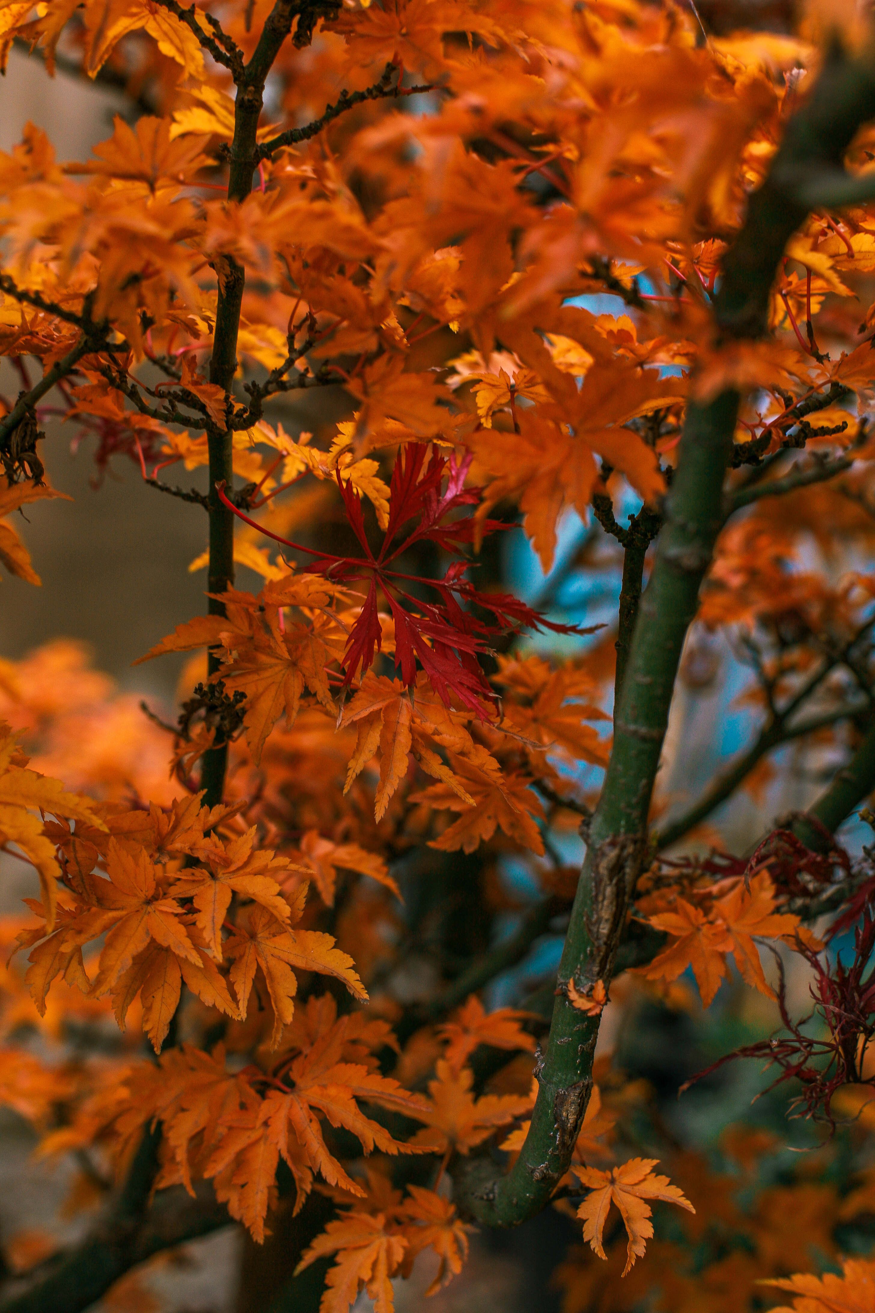 Trees with orange leaves in autumn woods · Free