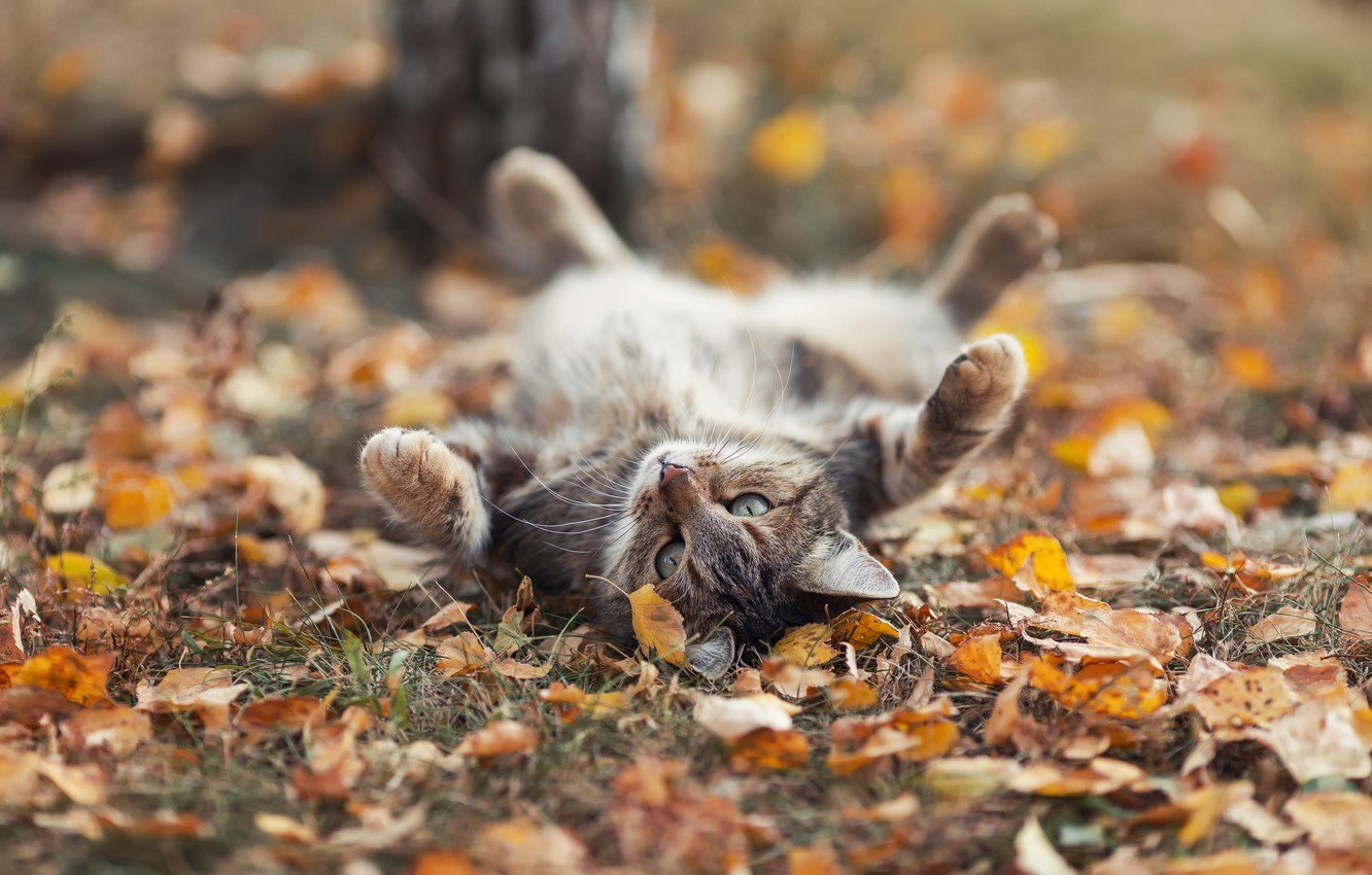 Aesthetic Cat Autumn Wallpapers - Wallpaper Cave