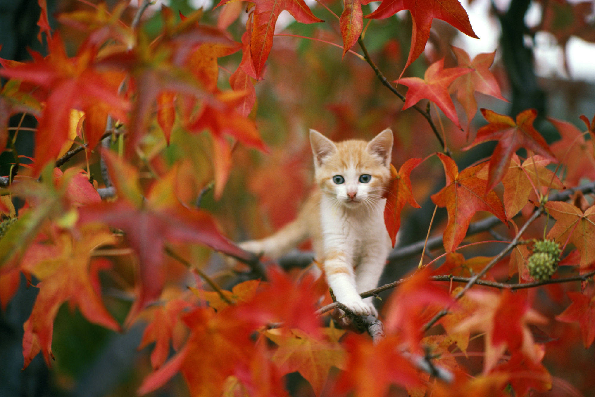 Download Cute Fall Cat Wallpaper