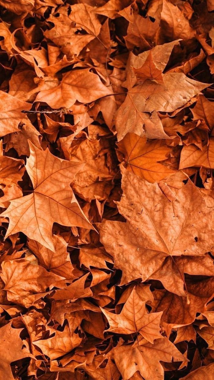 close up photo of lots of dried orange leaves on the ground autumn desktop wallpaper, Best iPhone Wallpaper and iPhone background, WallpaperUpdate, Best iPhone Wallpaper and iPhone background