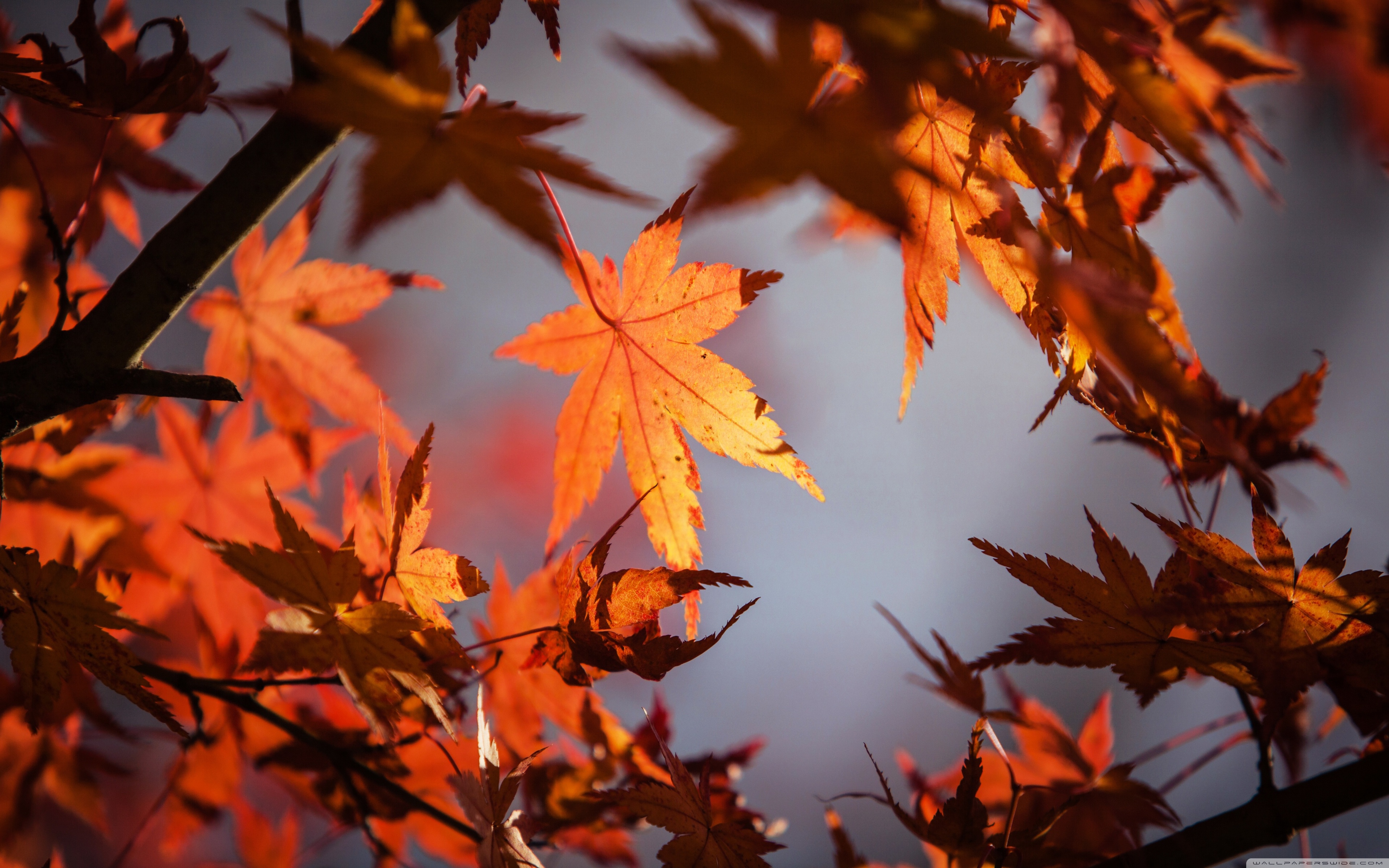 Mùa thu (Autumn) - Mùa thu là một trong những thời điểm đẹp nhất trong năm với sắc vàng rực rỡ của cây lá, tiếng rơi từng cánh lá rụng. Hãy chiêm ngưỡng bức ảnh đẹp về mùa thu và cảm nhận sự tĩnh lặng, ấm áp của mùa thu đang chờ đón bạn.