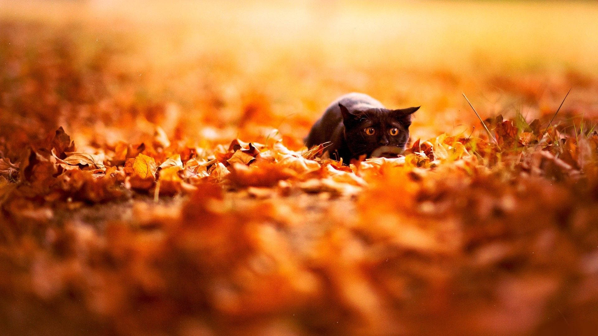 Download Black Cat In Fall Season Wallpaper