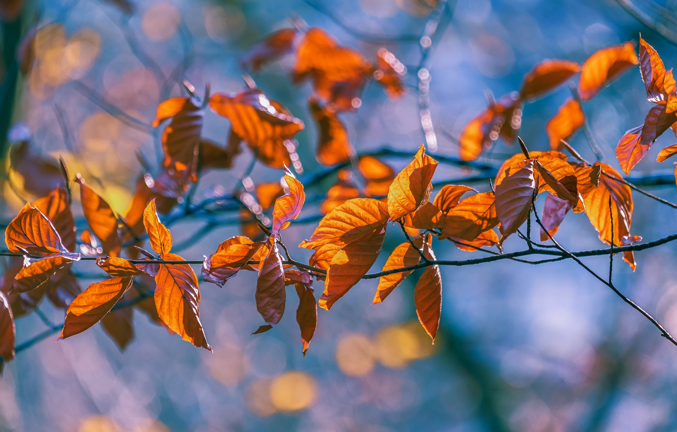 Wallpaper autumn, light, branches, yellow, orange, blue background, bokeh, autumn leaves image for desktop, section природа