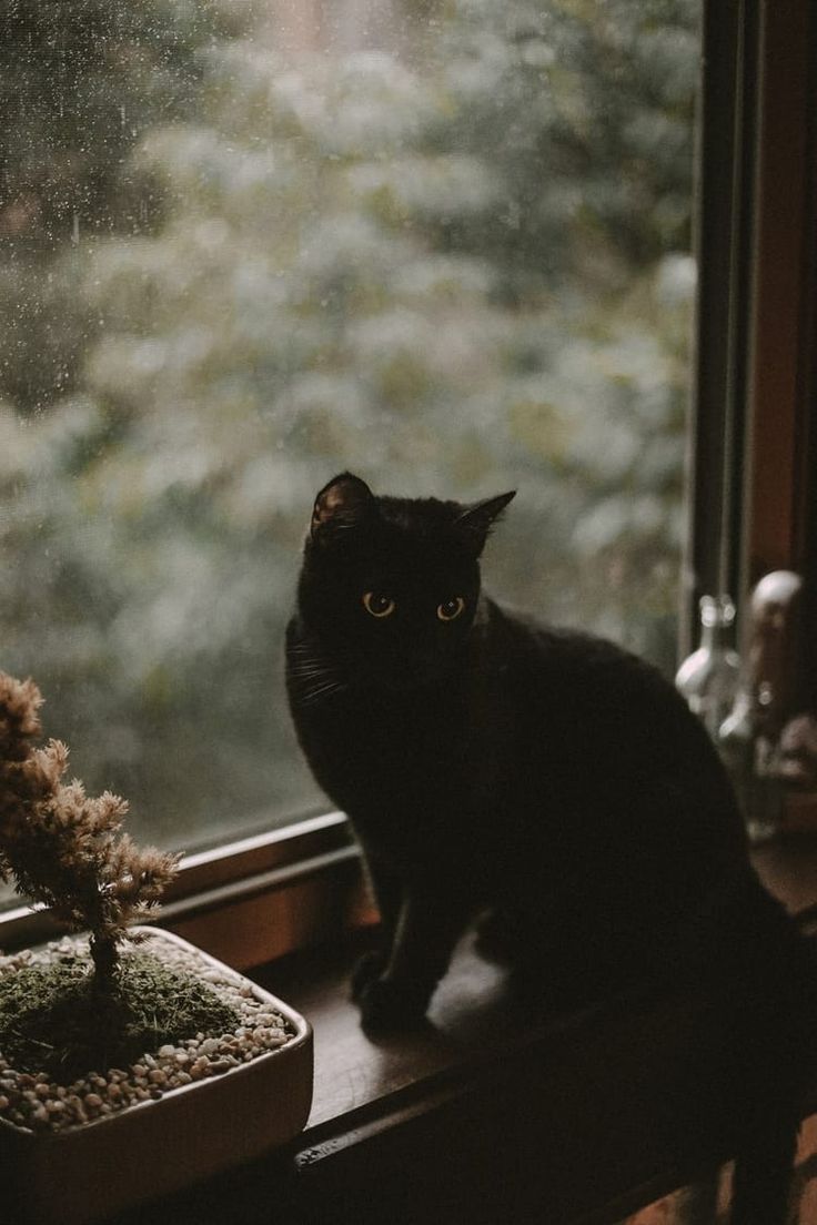 indie #aesthetic #nature #vintage #cat #hipster #alternative #travel #photography #pale /. Black cat aesthetic, Cute cats, Cats and kittens