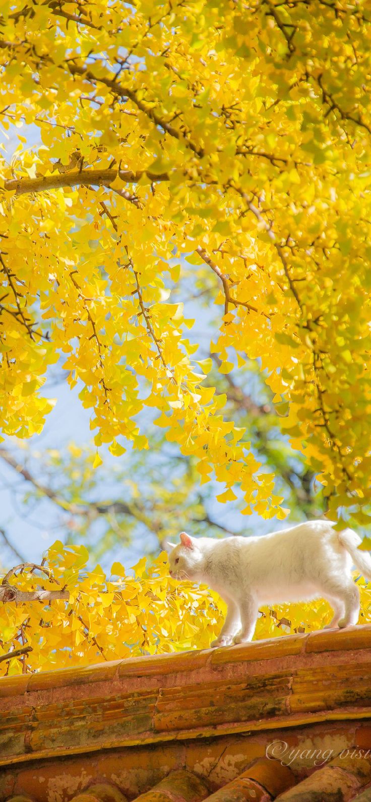 Cat photography in autumn. Cat photography, Scenery wallpaper, Scenery