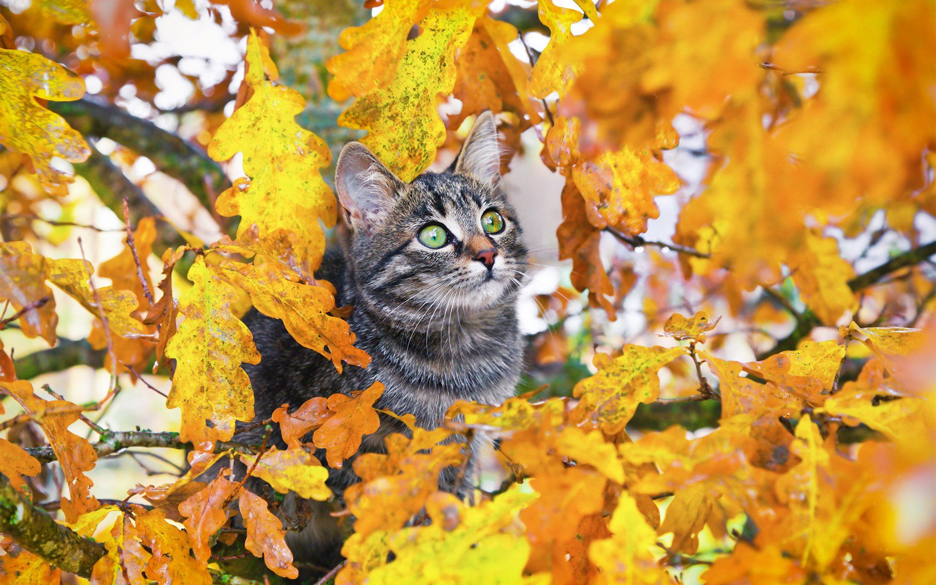 Autumn Cat Desktop Wallpaper Free Autumn Cat Desktop Background