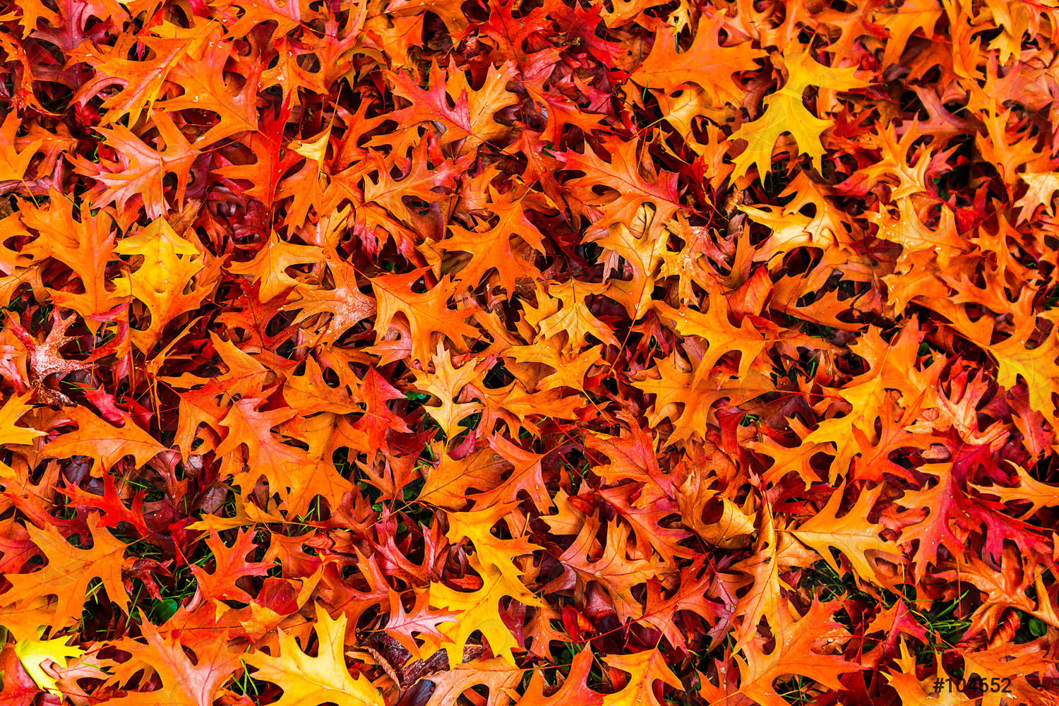 Golden Autumn leaf wallpaper pattern background