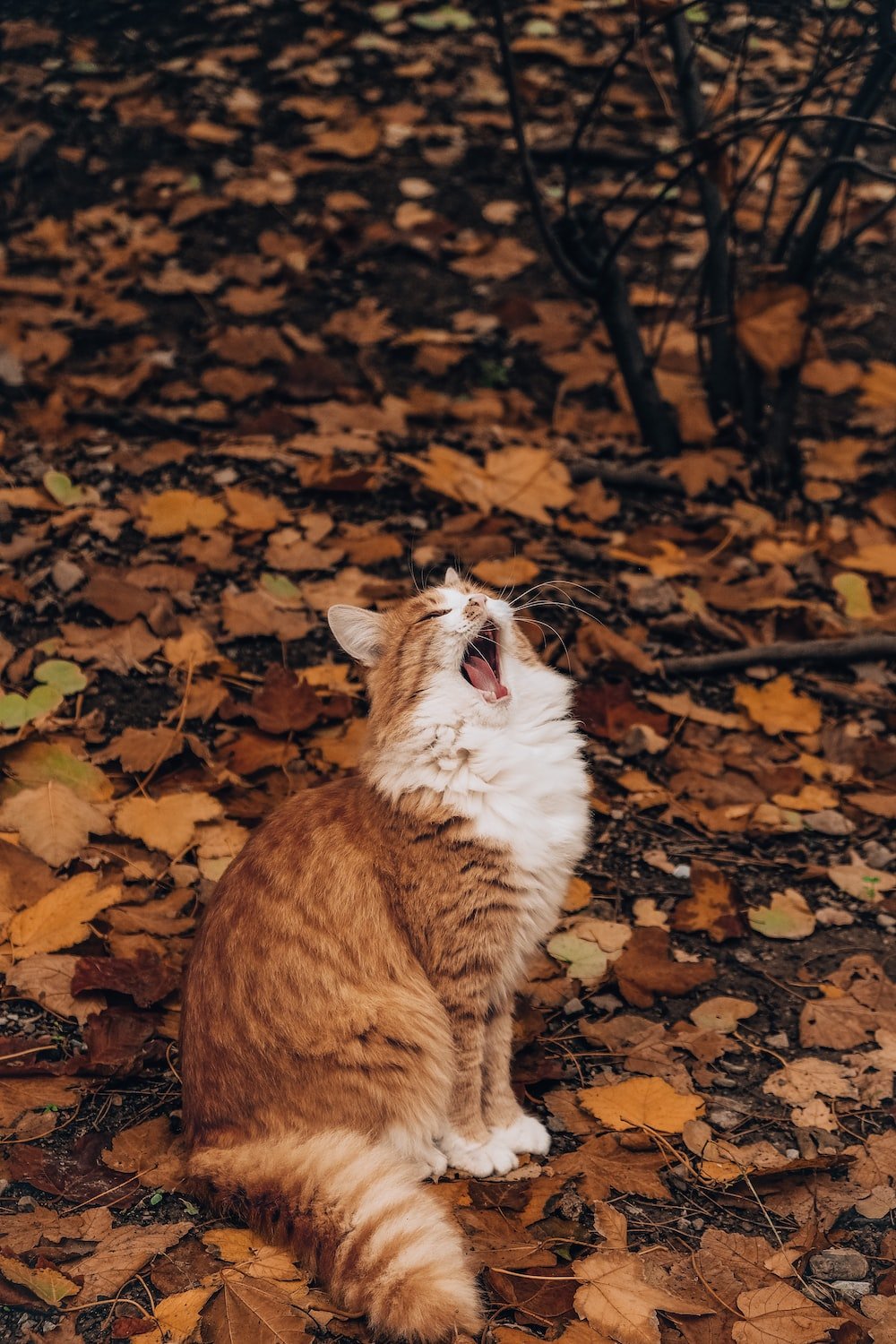 Aesthetic Cat Autumn Wallpapers - Wallpaper Cave