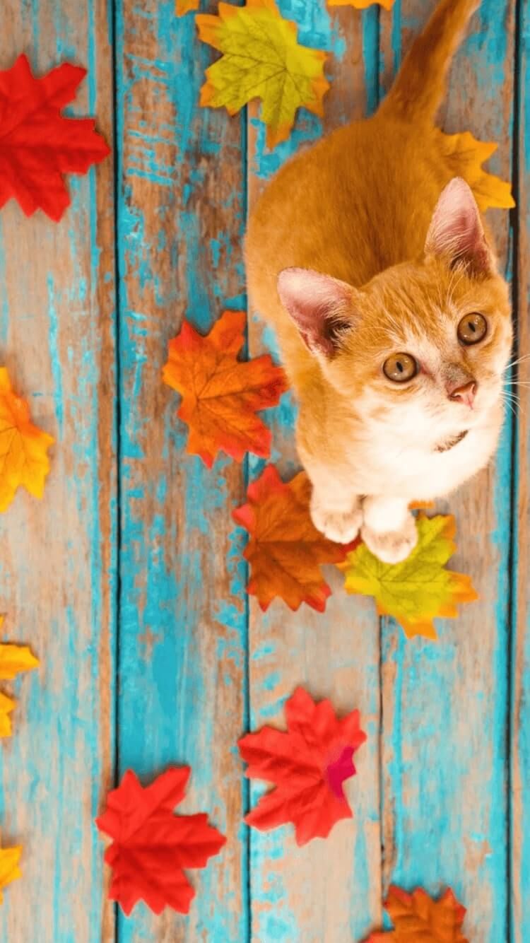 Aesthetic Cat Autumn Wallpapers - Wallpaper Cave