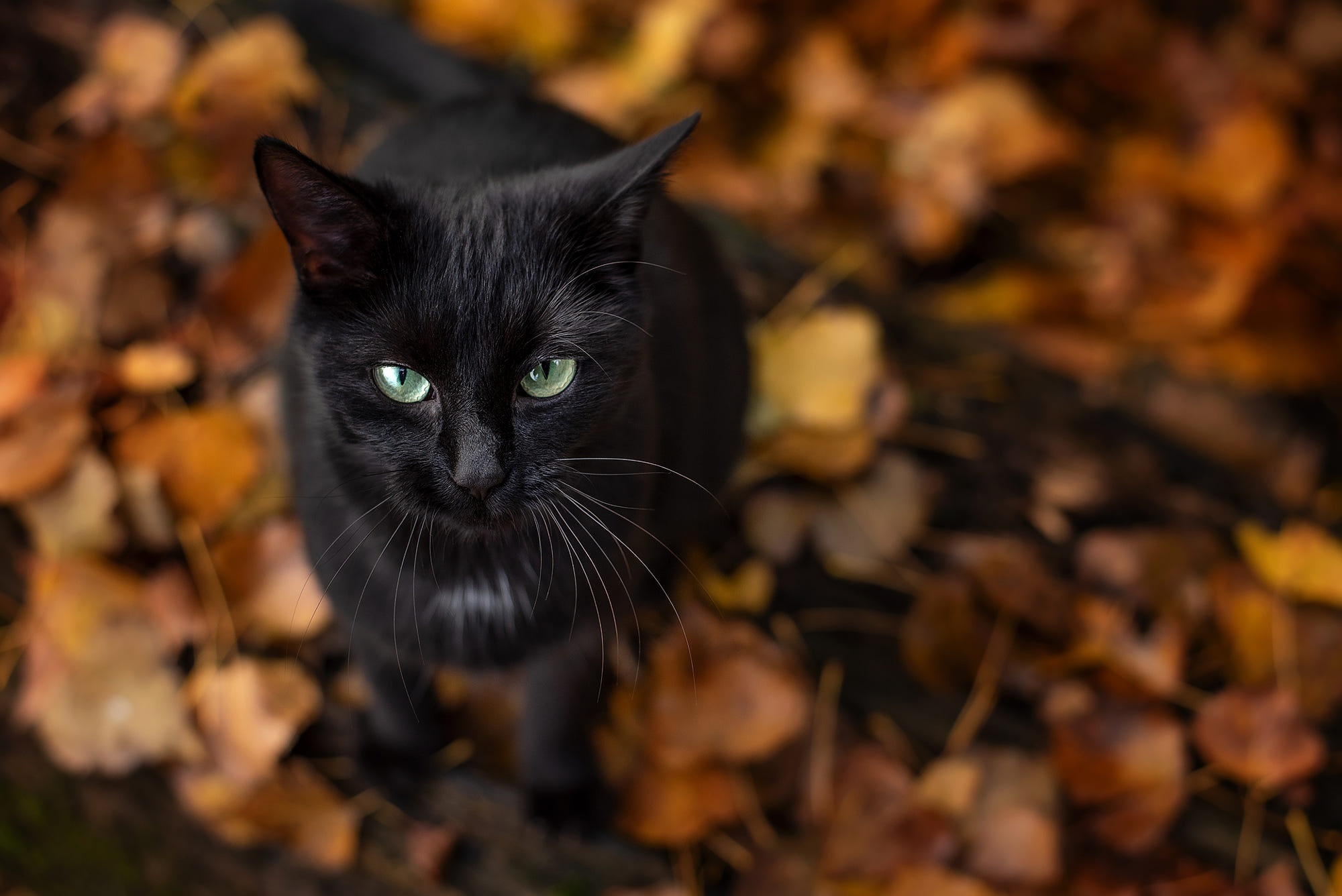 Aesthetic Cat Autumn Wallpapers - Wallpaper Cave