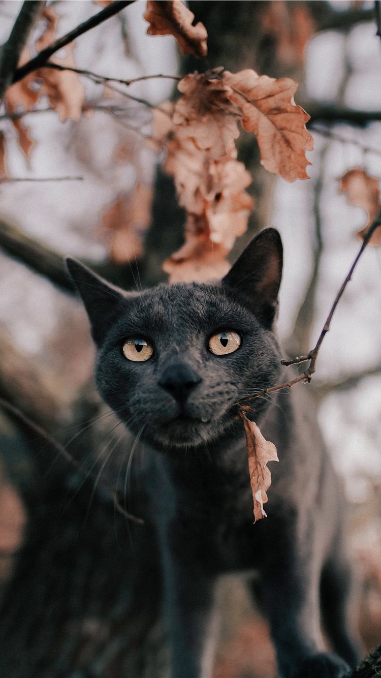 Russian blue cat under tree iPhone 8 Wallpaper Free Download