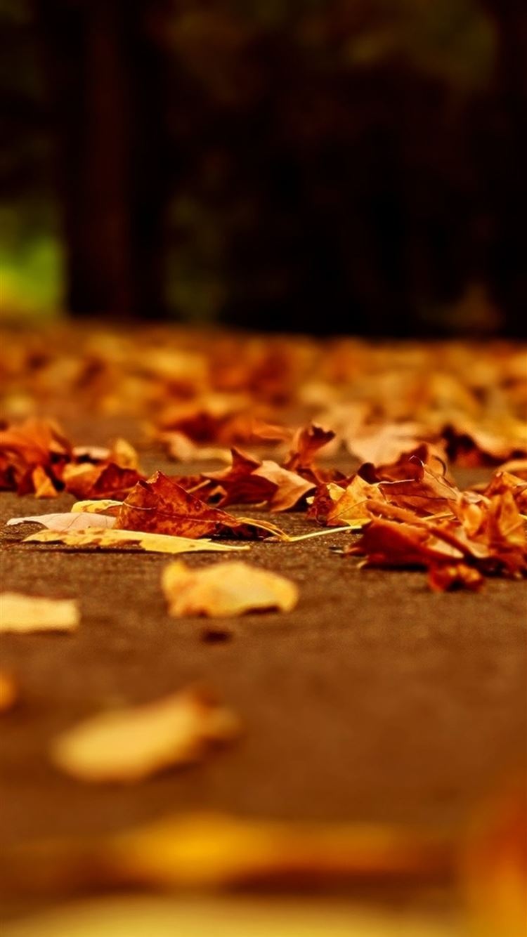 Nature Fall Orange Leaves Road Bokeh iPhone 8 Wallpaper Free Download