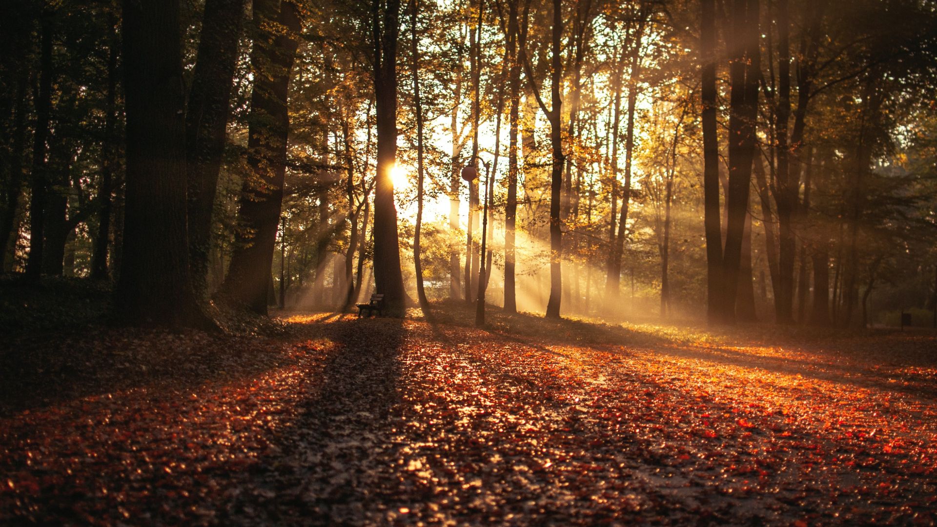 Autumn Wallpaper Autumn Background Download