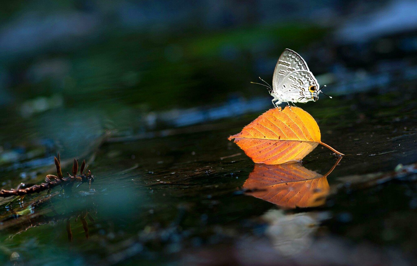 Wallpaper water, sheet, butterfly image for desktop, section макро