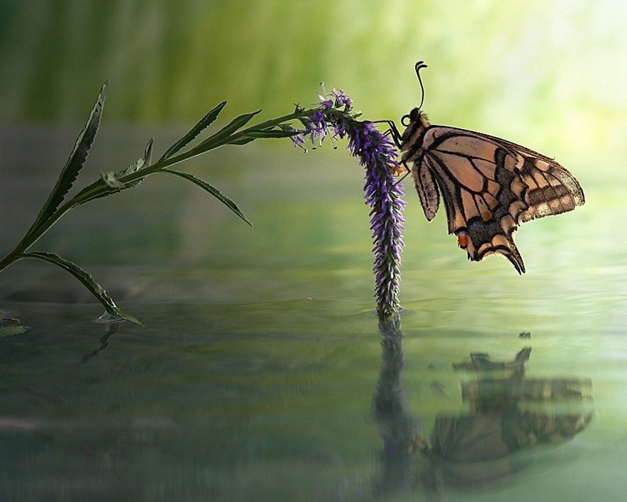 Butterfly Flower Water Reflect desktop PC and Mac wallpaper