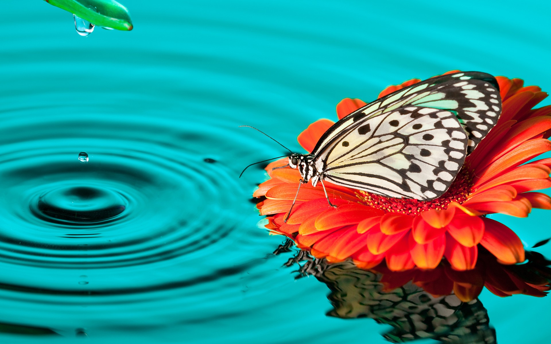 Butterfly on flower over the water Wallpaper Full HD