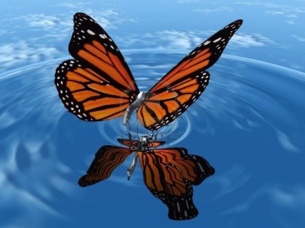 Monarch Butterfly Wallpaper Free Monarch Butterfly Background