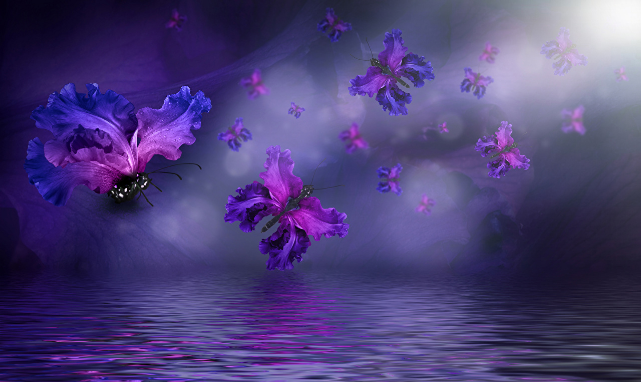 Desktop Wallpaper butterfly Irises Flowers Creative Water