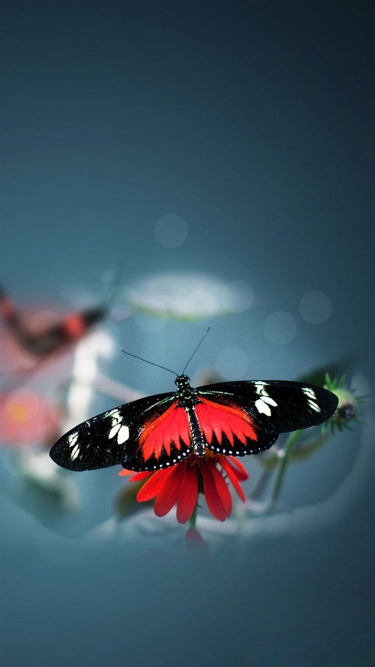 Nature Beautiful Butterfly Animal Flower Water Blur iPhone 8 Wallpaper Free Download