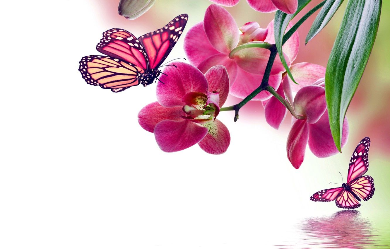 Flowers and Butterflies Wallpaper