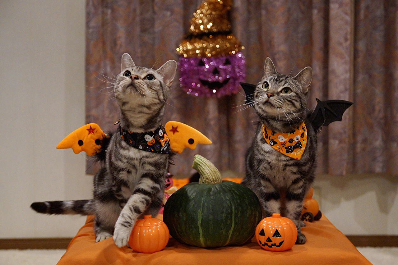 Wallpaper Cats Two Pumpkin Halloween animal