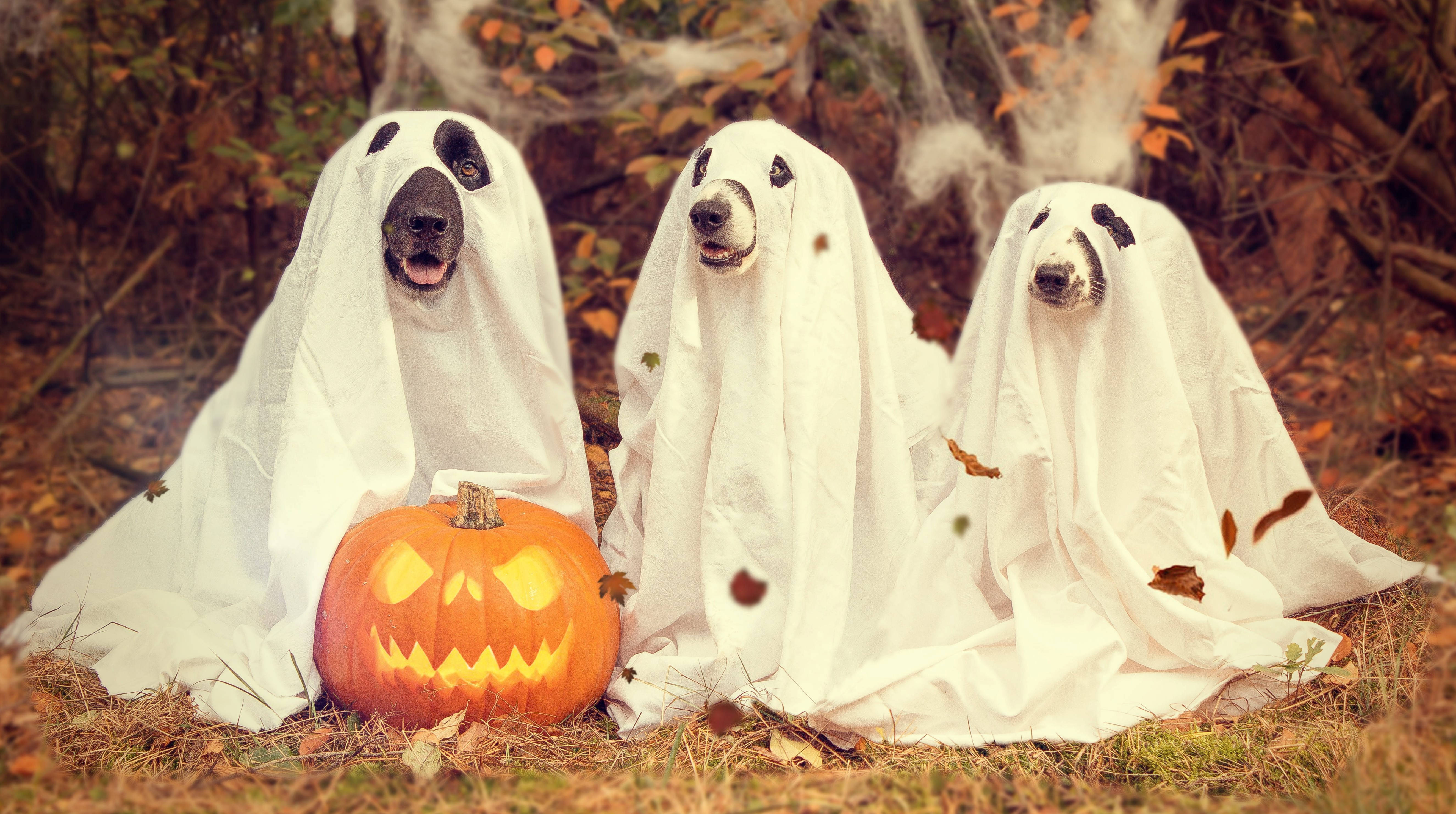 Download Cute Halloween Ghost Dog Costumes Wallpaper