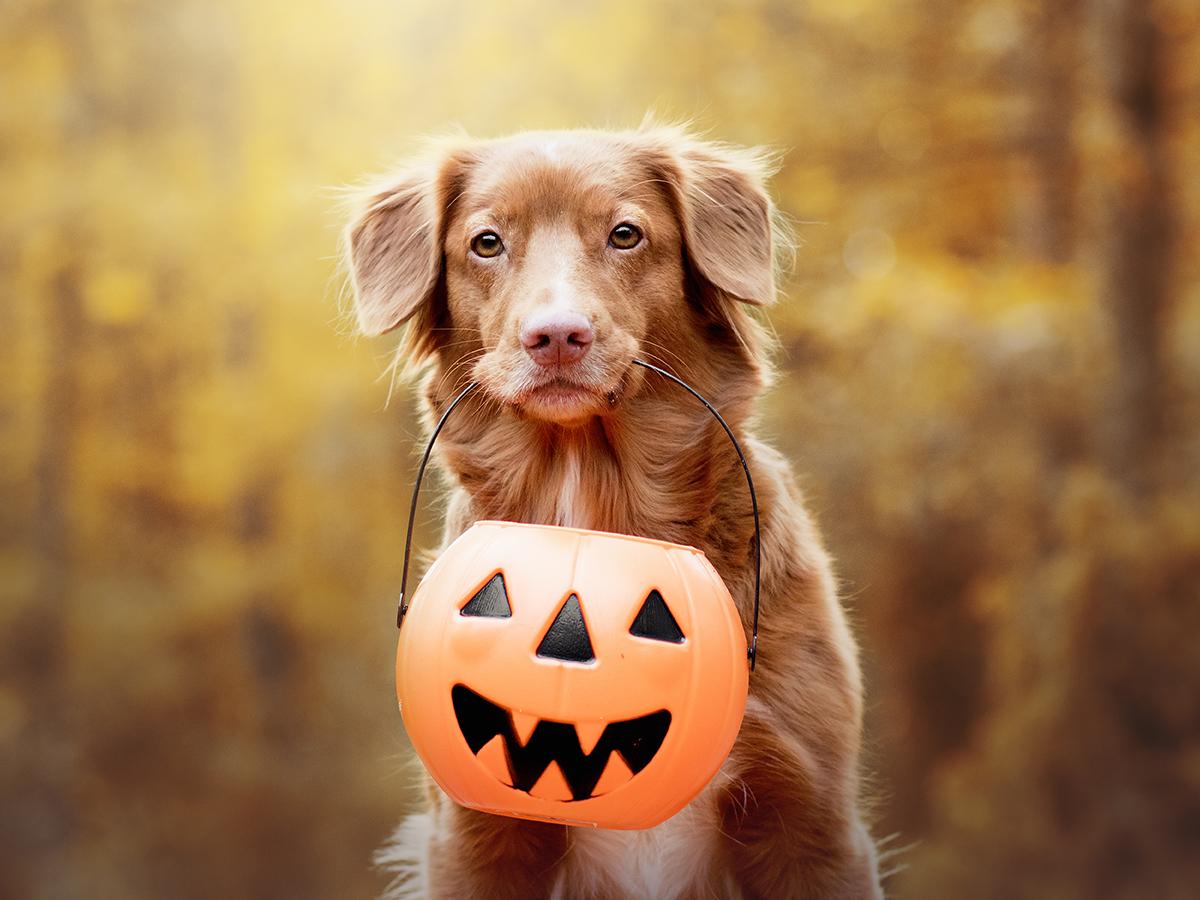 Ways To Celebrate An Animal Friendly Halloween