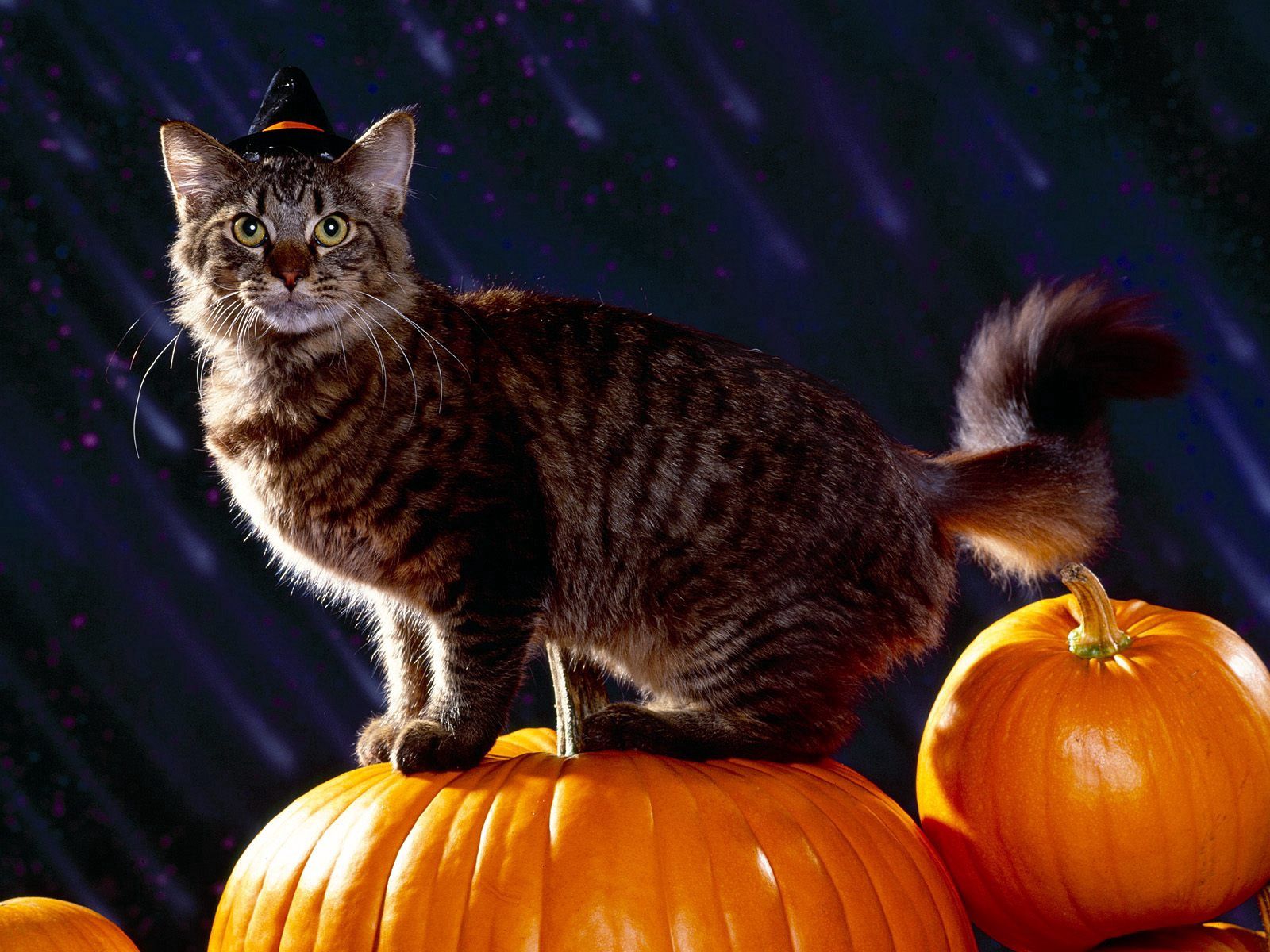 Mobile wallpaper: Animals, Halloween, Pumpkin, Cat, Fluffy, 90061 download the picture for free