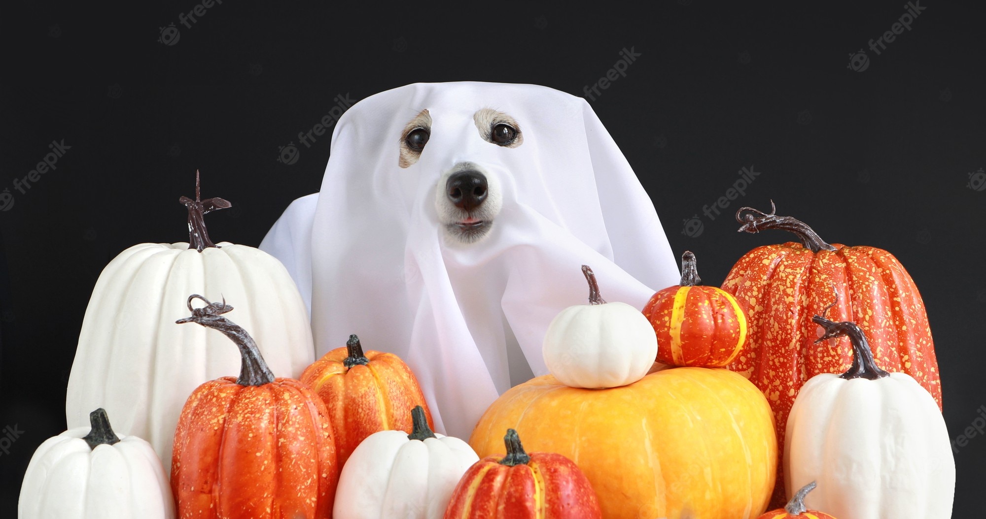 Dog Halloween Costume Image. Free Vectors, & PSD