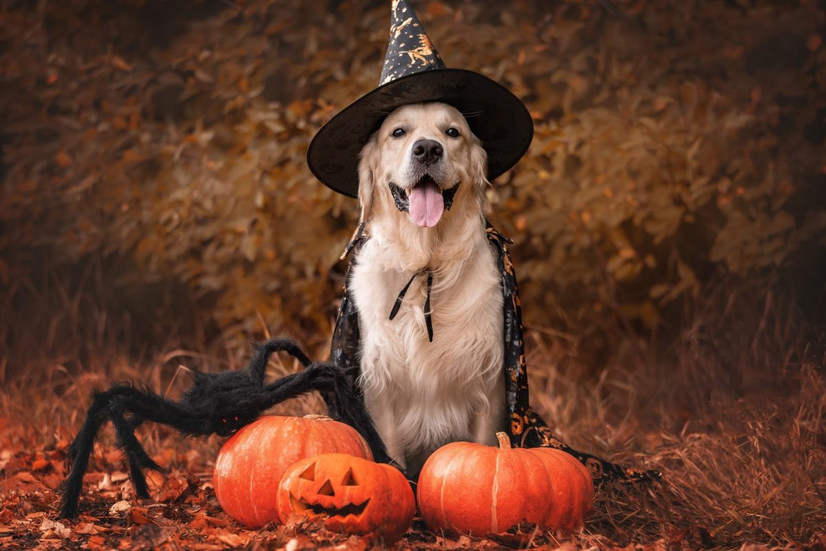 Dog Halloween Party. How to Throw the Best Halloween Dog Party Ever