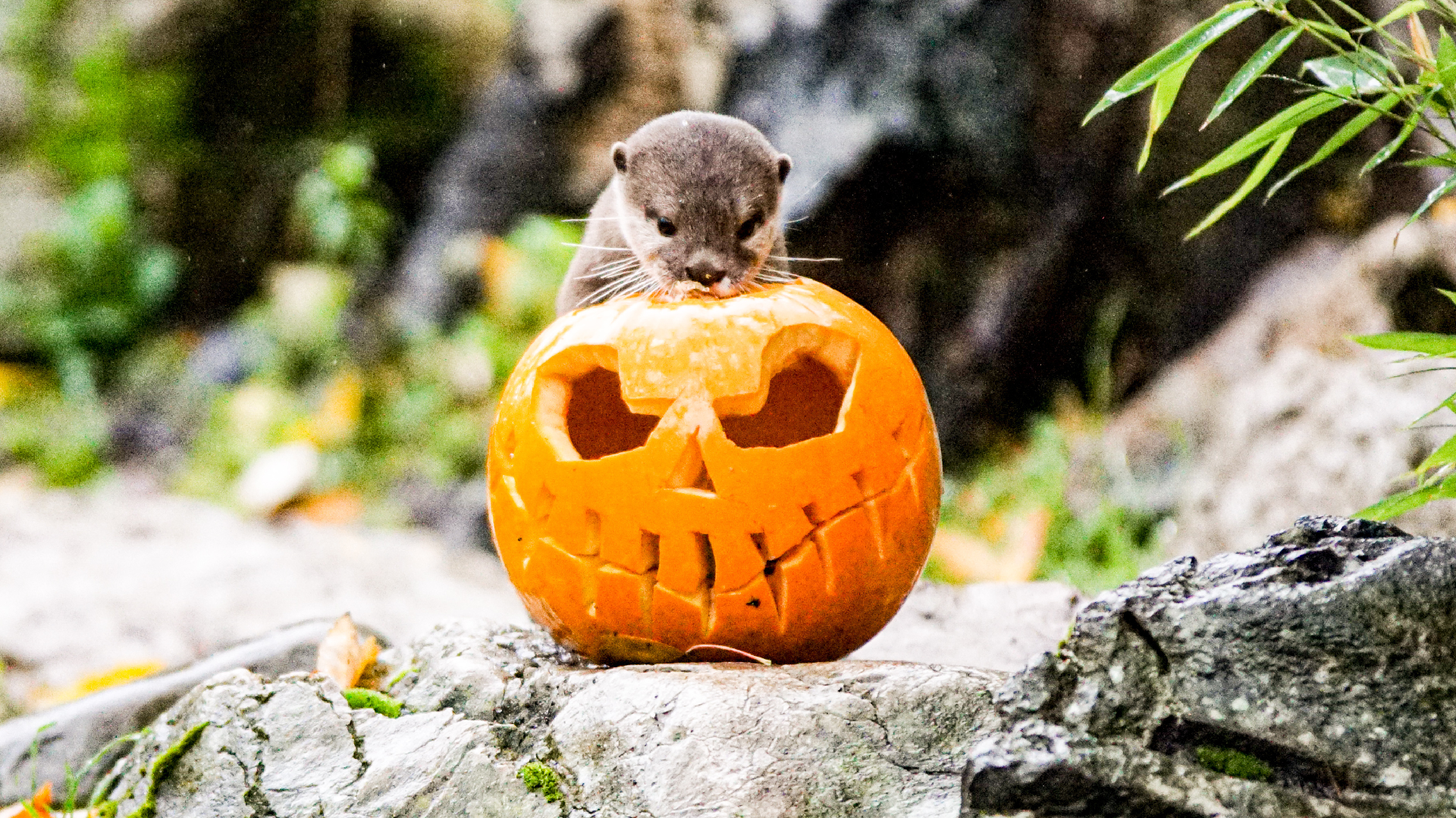 London Zoo gets into Halloween mood