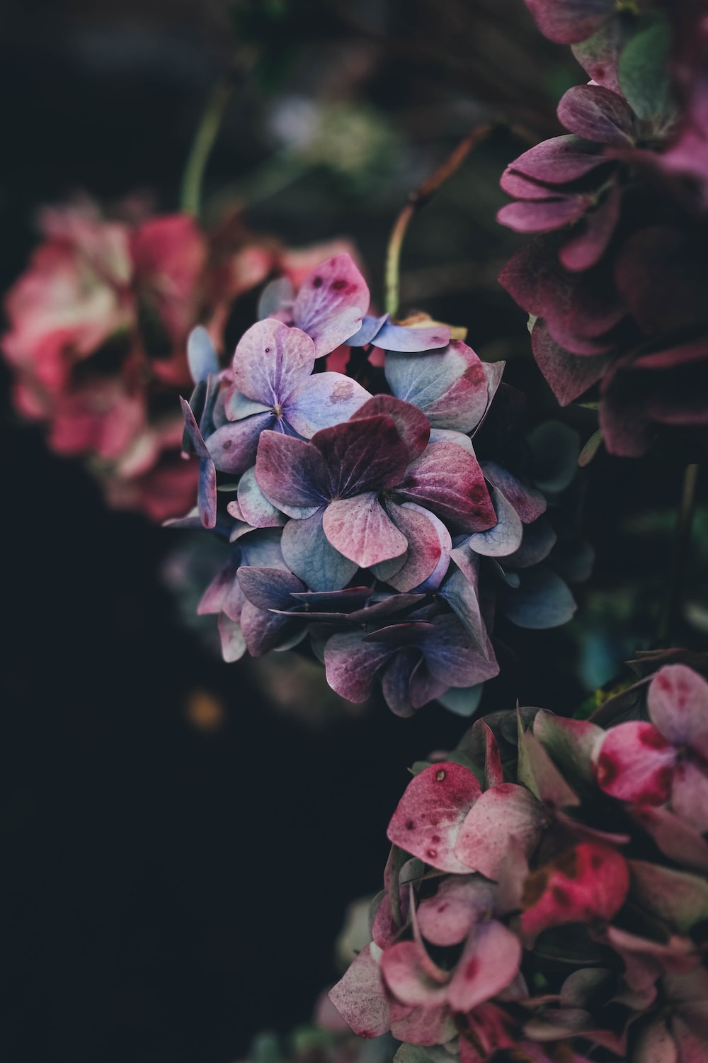 Floral Background Image: Download HD Background