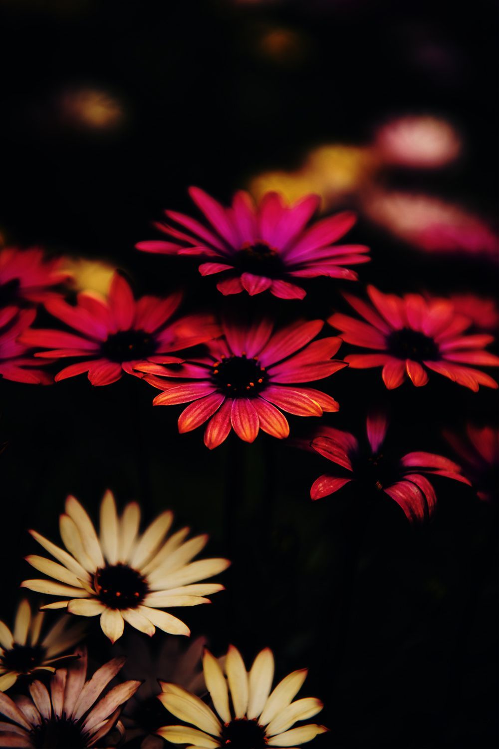 1080p Flower Of Life Wallpaper HD. Beautiful flowers HD wallpaper, Beautiful flowers image, Beautiful flowers wallpaper