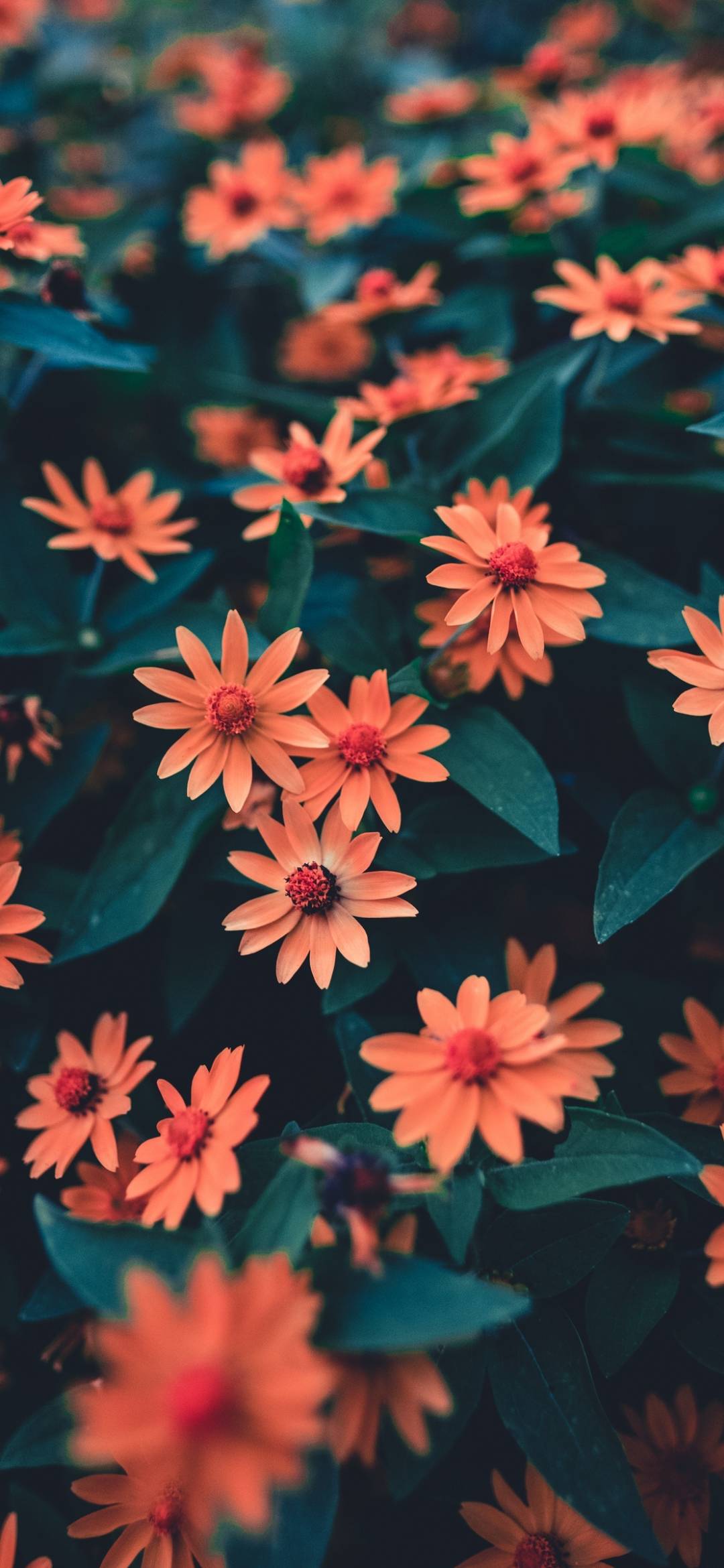 Flower Wallpaper HD for Phone