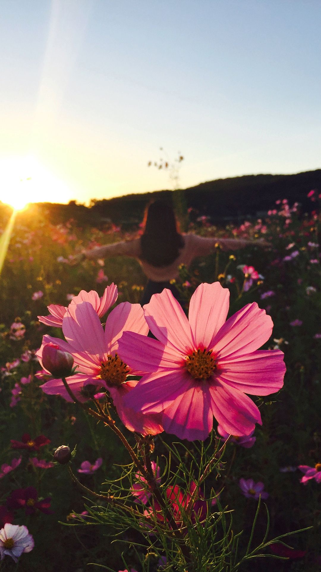 Flower Phone Wallpaper