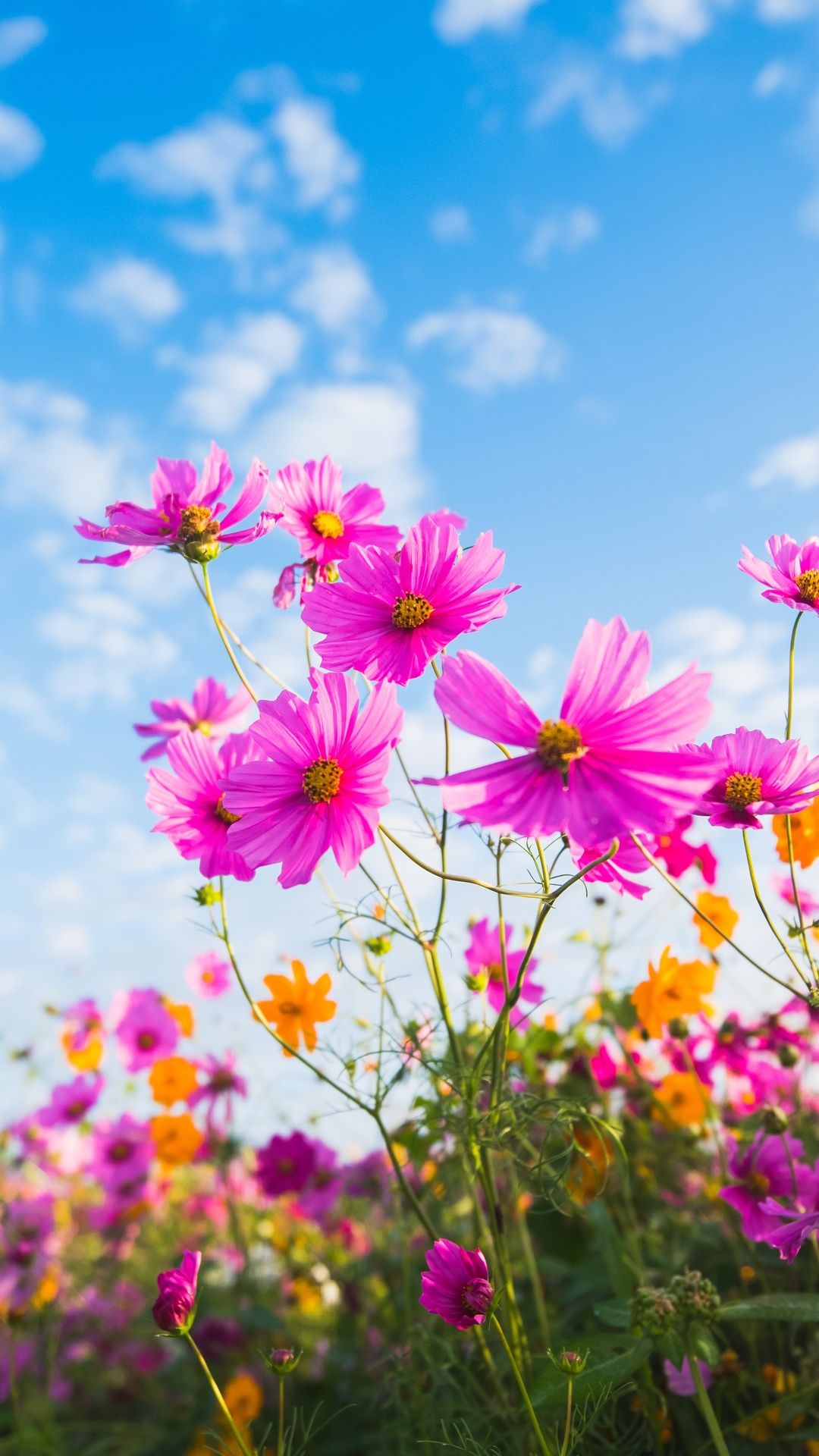 Flowers Wallpaper- Top Best Quality Flowers Background (HD, 4k)
