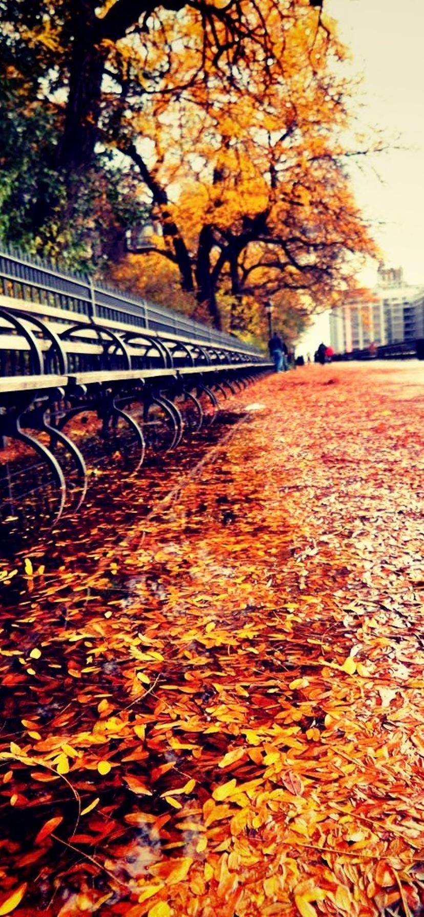 Path full with autumn leaves near the park