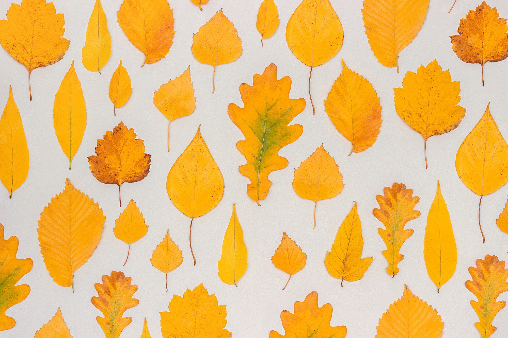 Premium Photo. Autumn yellow leaves on grey background, fall wallpaper. top view flat lay