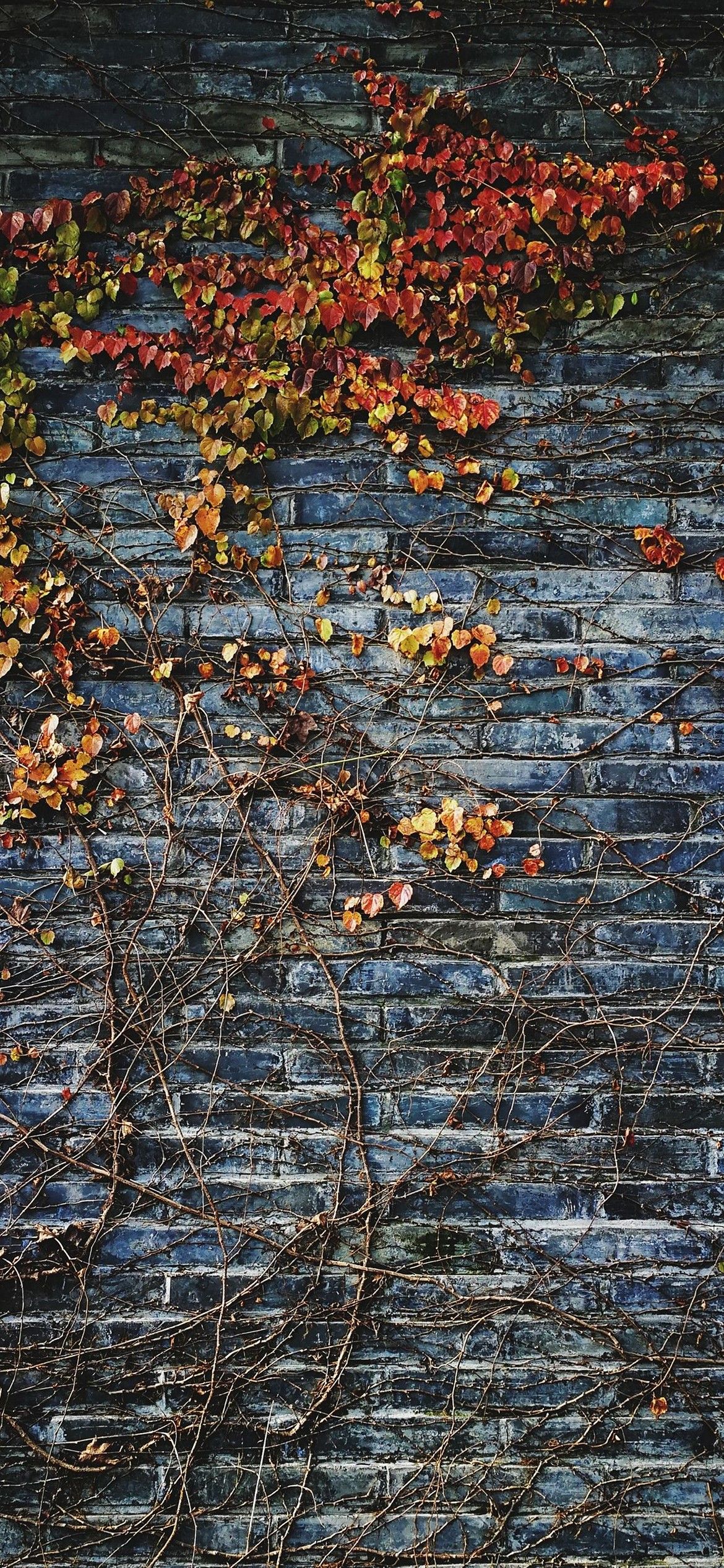 iPhone Autumn Wallpaper