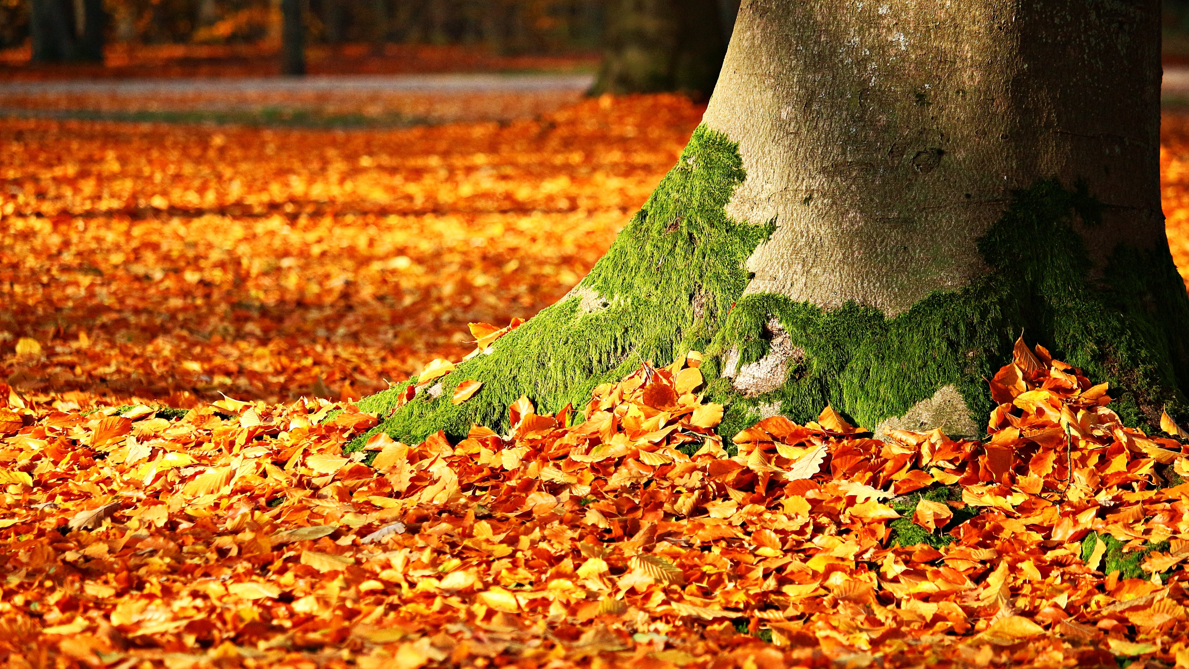 Wallpaper leaves, tree, autumn, 5k, Nature