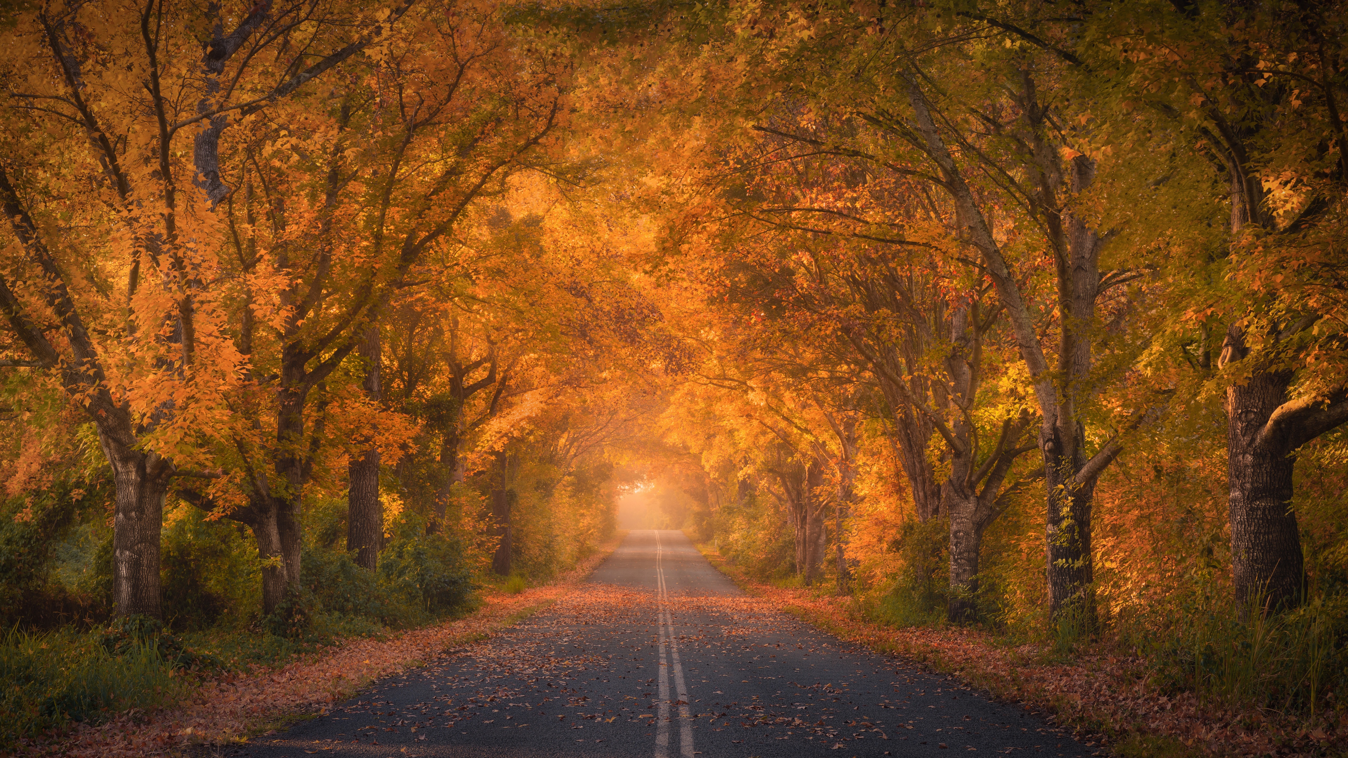 Autumn trees Wallpaper 4K, Road, Autumn colors, Fall Foliage, Tarmac, 5K, Nature