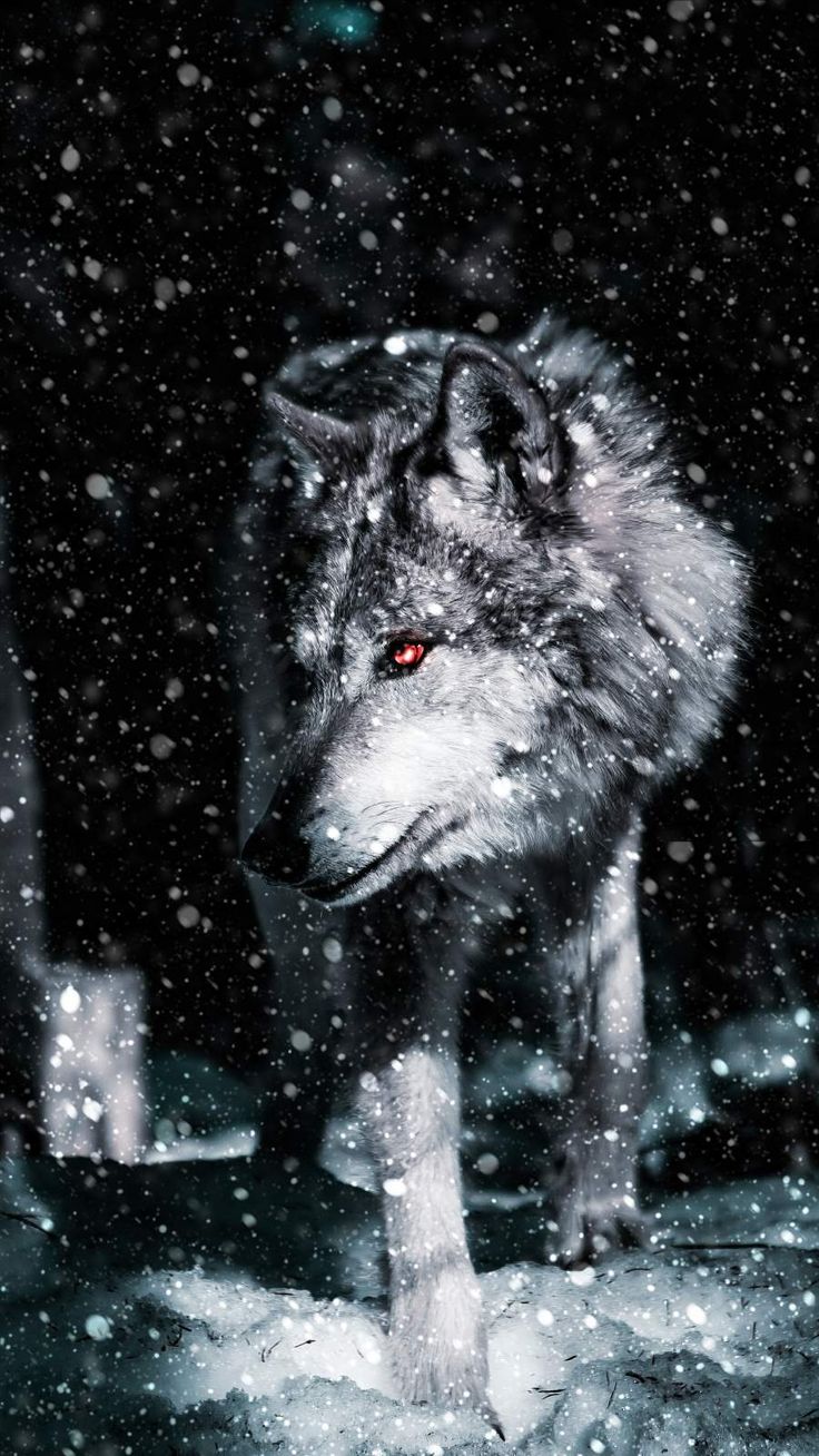 Alpha Wolf iPhone Wallpaper. Alpha wolf, Wolf photography, iPhone wallpaper wolf