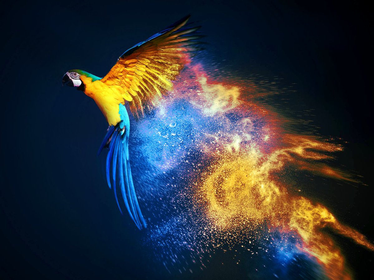 Linux Parrot Wallpapers Wallpaper Cave