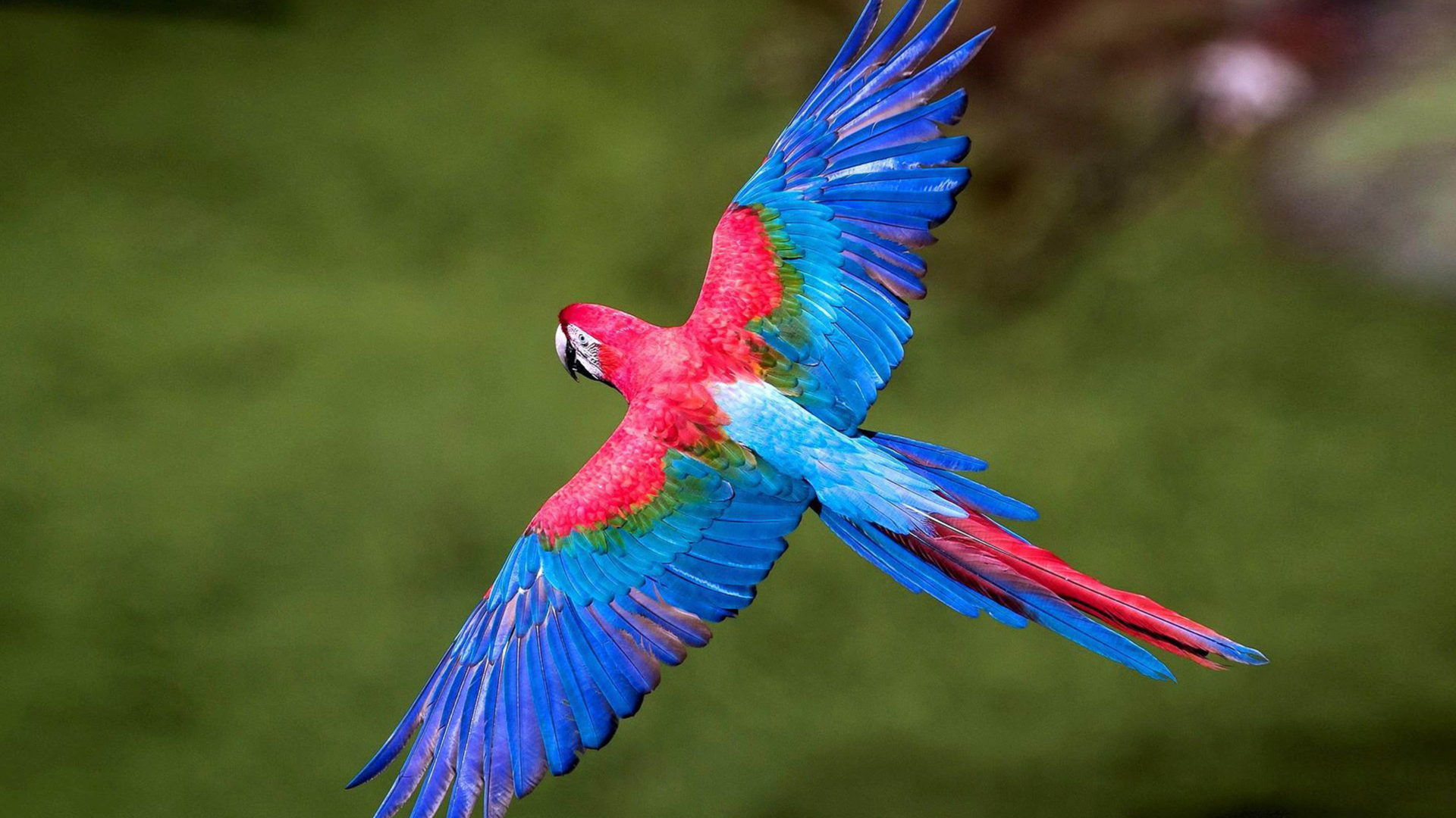 Colorful Birds Macaws Long Tailed Parrots Widespread Wings