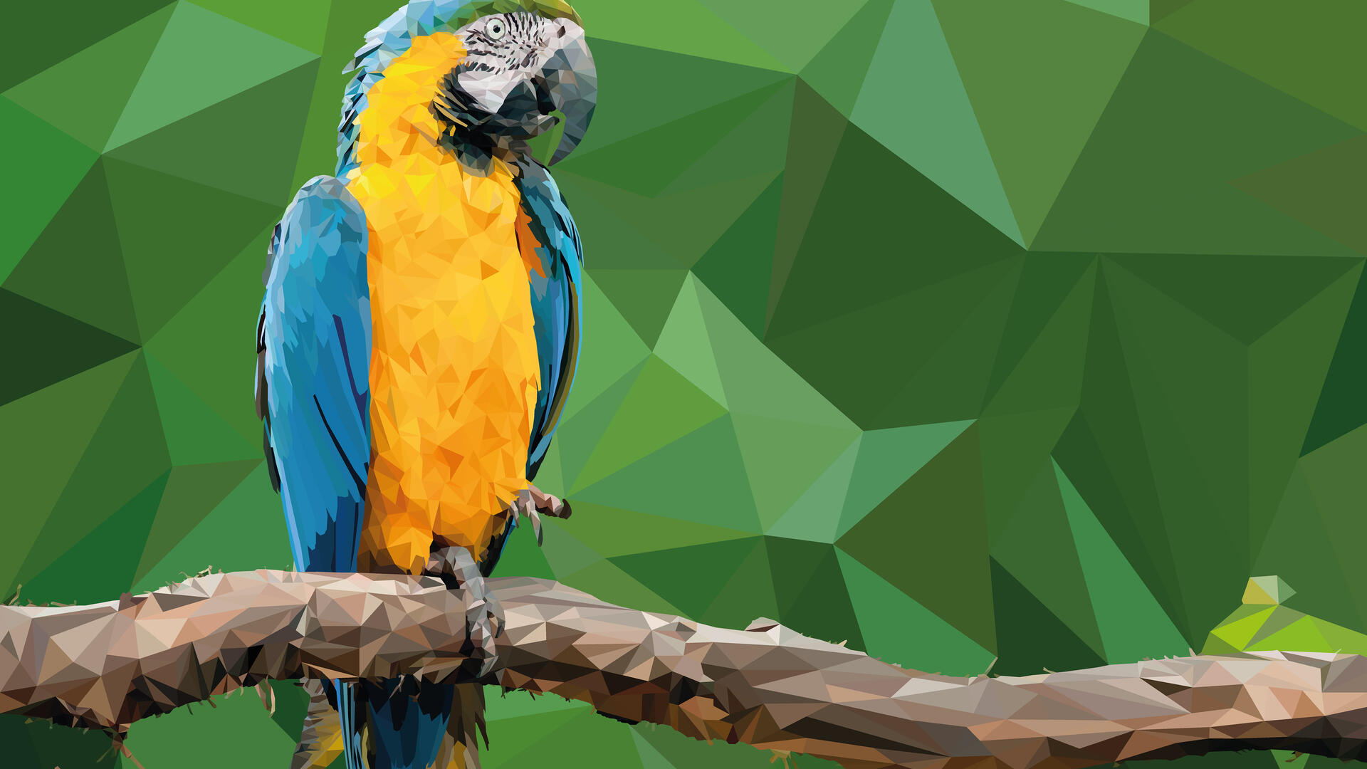 parrot HD Wallpaper