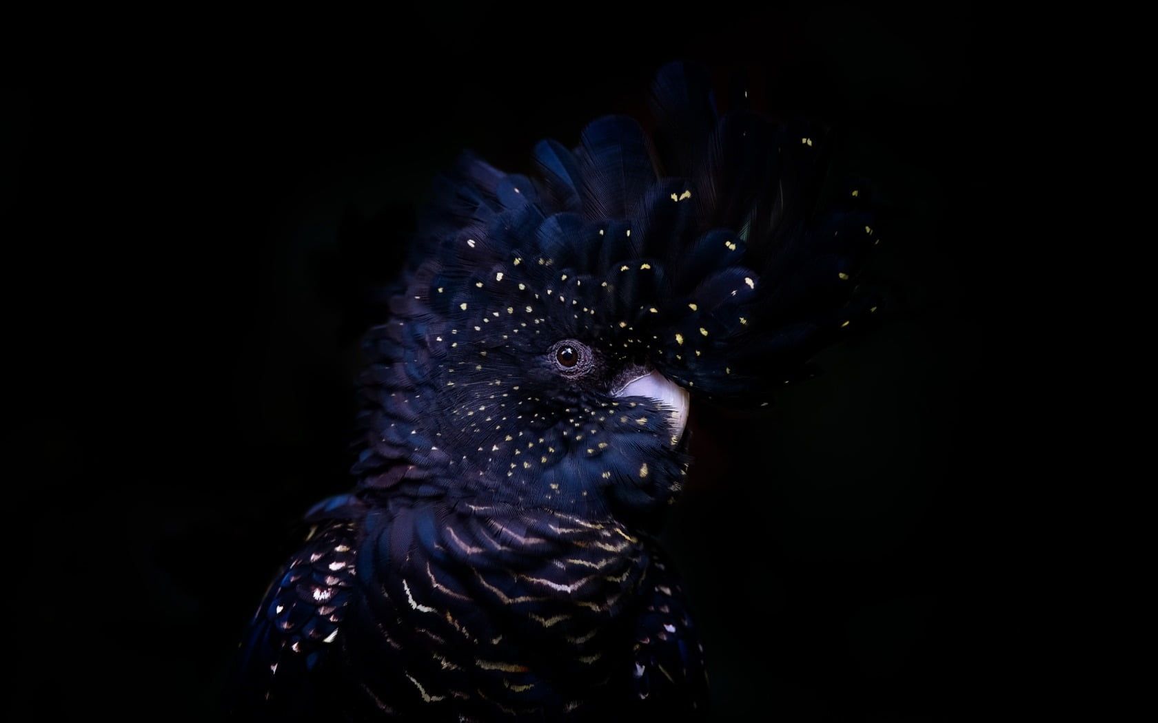 Black Parrot Wallpaper Free Black Parrot Background