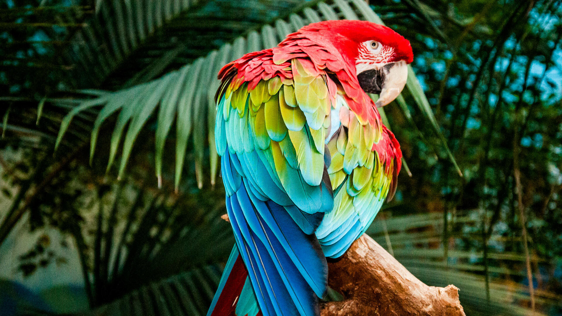 parrot Wallpaper HD