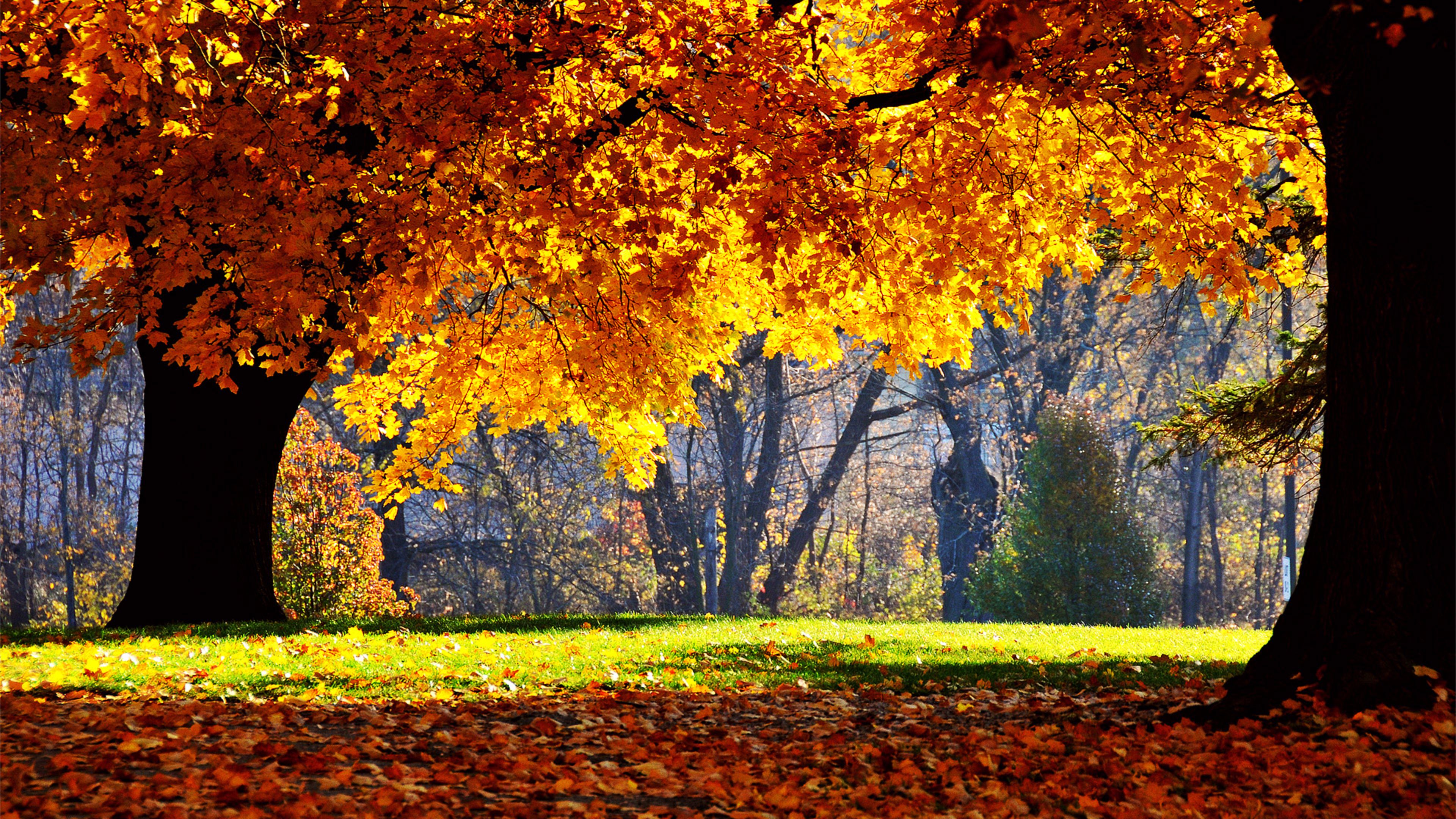 Top Fall 4K wallpaper